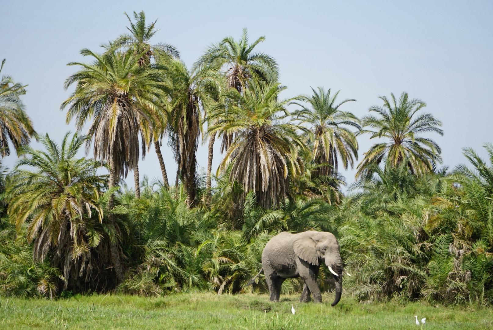 Camping gear of EasyCamp Kenya at Amboseli park.