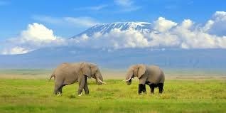 Amboseli