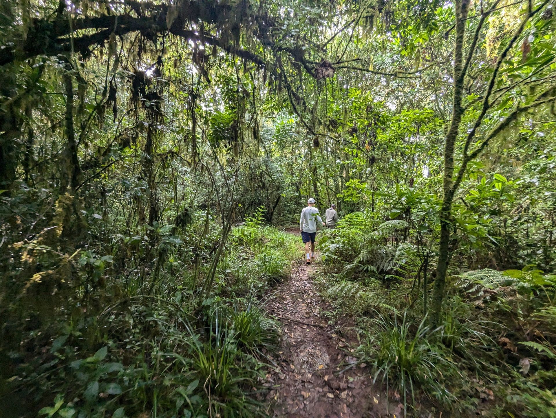 Hiking in the forest of Castle Forest Lodge | Camping gear rental Kenya