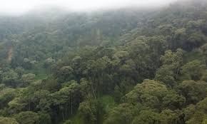 Misty forest view at Mt Eburru, a scenic spot for wild camping in Kenya
