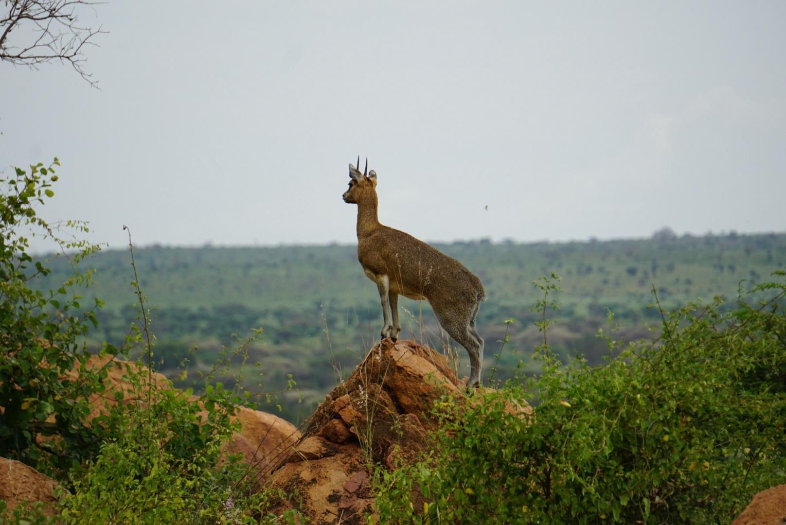 Klipspringer on rocks in Tsavo west. Lava fields endless rocky hills