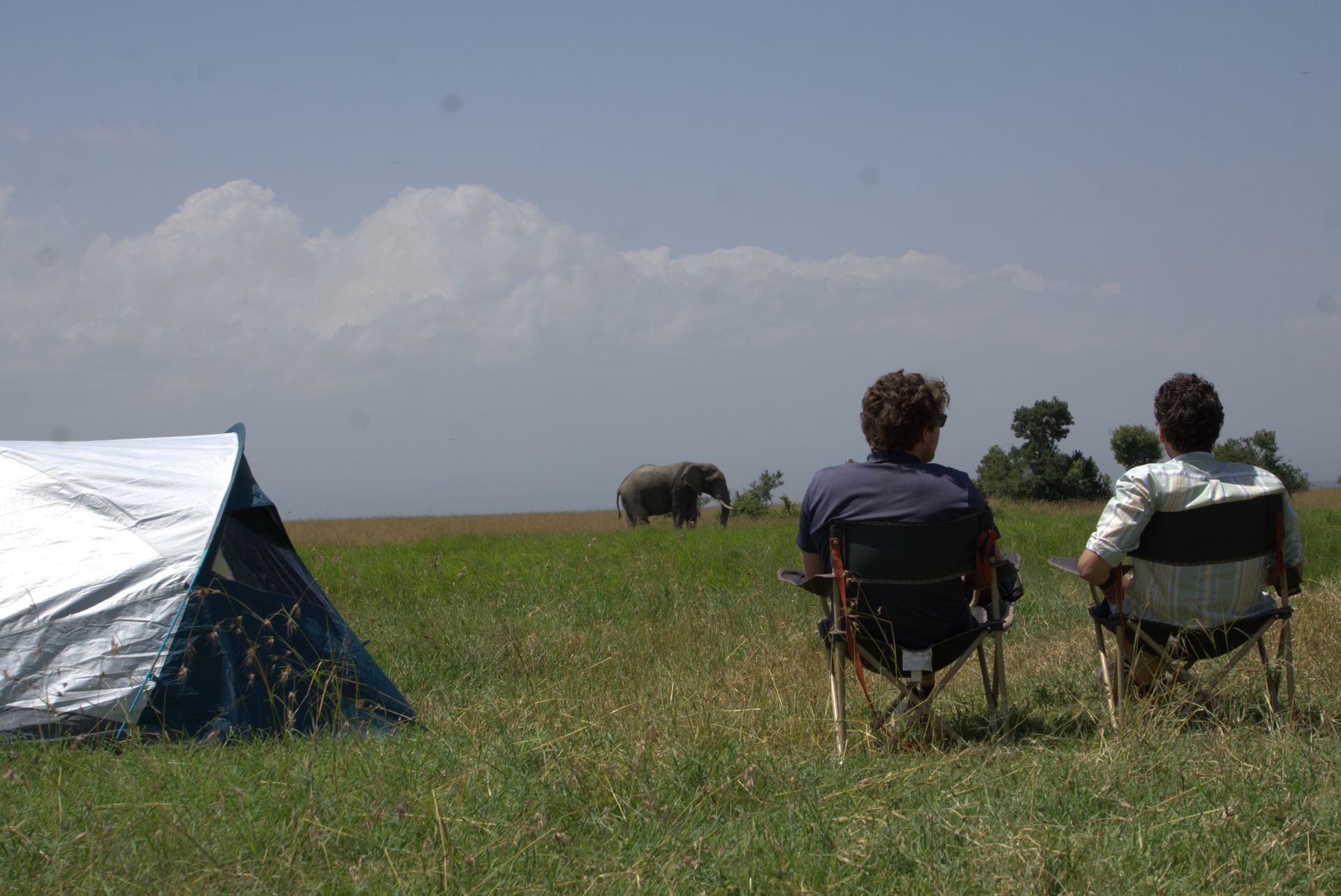 Many large elephants can be seen when camping at Ol Pejeta